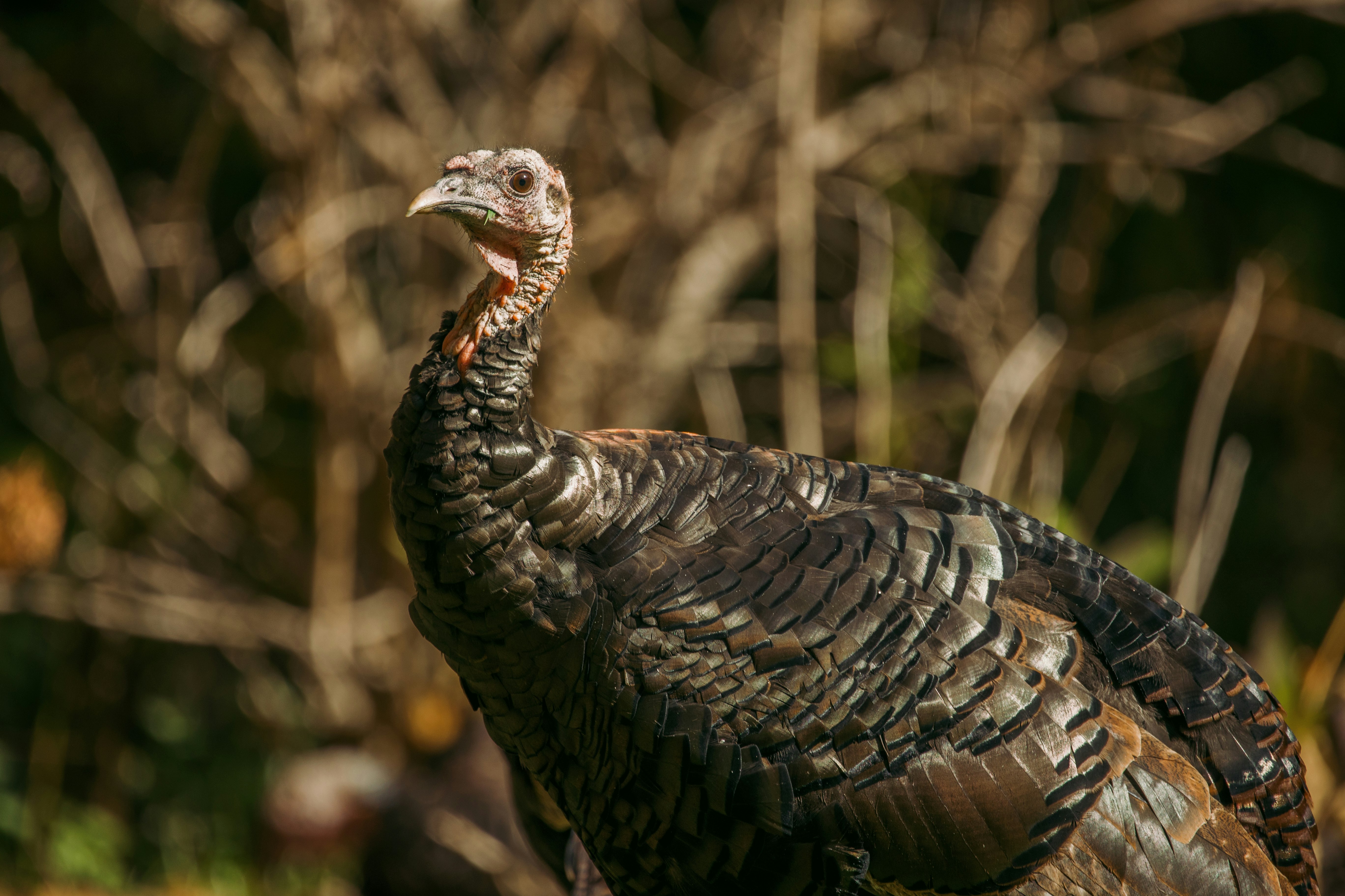 black turkey in close up photography